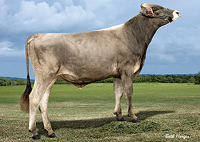 Brown Swiss: Richard