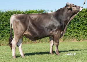 Brown Swiss: Olympic P (a22)