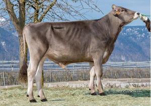 Brown Swiss: Superstar