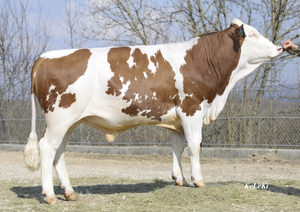 Montbeliarde: Ilay Jb (a22)