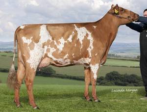 Ayrshire: MAGIC (A22) Available again 2021