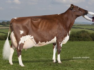 Ayrshire: PERFEK (Limited)