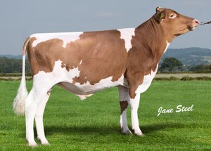 Ayrshire: TRICLO (Sxd Available)