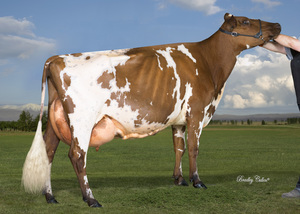 Ayrshire: Vitali (A22)