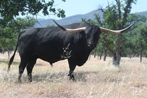 Beef Sires: Black chex