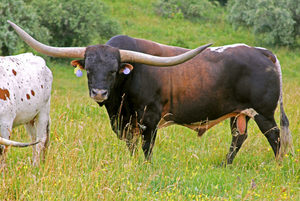 Beef Sires: Rodeo max
