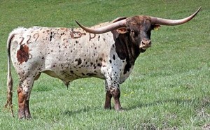 Beef Sires: Tuxedo