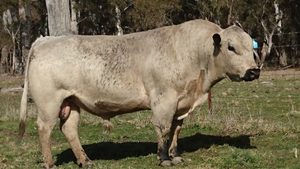 Beef Sires: Calve easy
