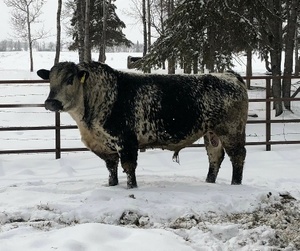 Beef Sires: Chuck 24C