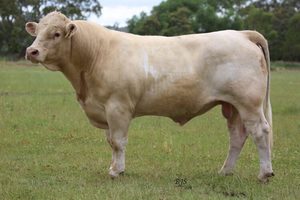 Beef Sires: Beef Man M383 (p)