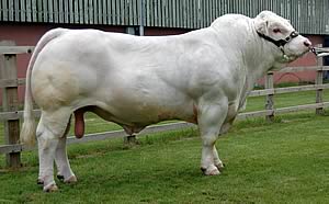 Beef Sires: Bruce