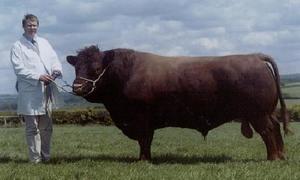 Beef Sires: Jaunty