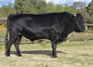 Beef Sires: Kuro Kin Dm 100/5