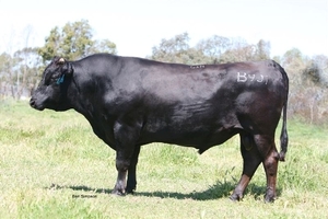 Beef Sires: Marblemax B901