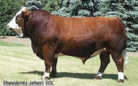 Beef Sires: Jahari 50L