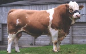 Beef Sires: Klassic Aj 24