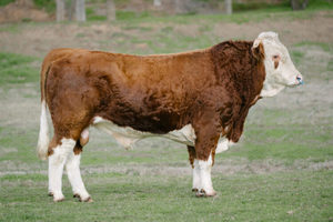 Beef Sires: Tyson N003 (h)