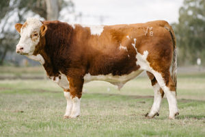 Beef Sires: Naples N78 (p)