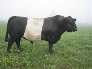 Beef Sires: Cossack HB13317