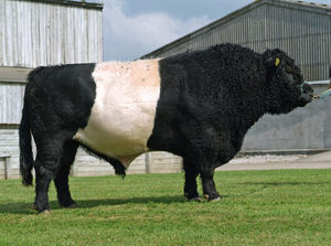 Beef Sires: Markov bo