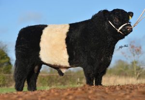 Beef Sires: Mccoy