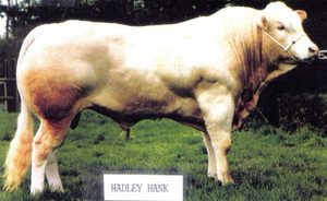 Beef Sires: Hank