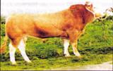 Beef Sires: Indiana