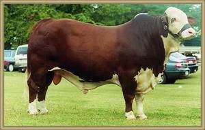 Beef Sires: Gentle ben