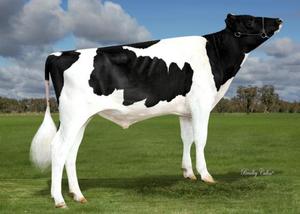 Dairy Sires: Royalpic