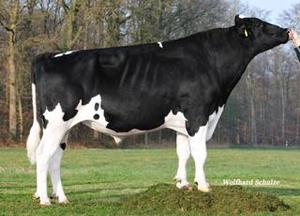 Dairy Sires: Sunday