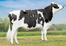 Dairy Sires: Secretariat (A22)