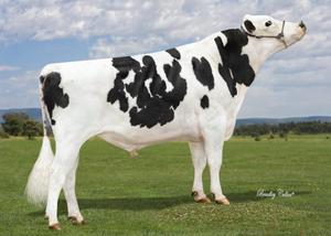 Dairy Sires: Trickin (A22)