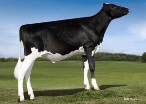 Dairy Sires: Superhero