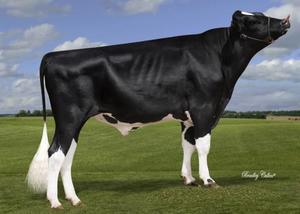 Dairy Sires: Microchip (A22)