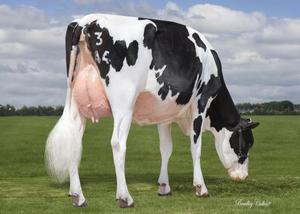 Dairy Sires: Wrangler