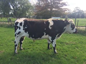 Dairy Sires: Mahoe Henri (a22)