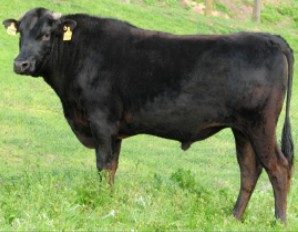 Beef Sires: Mr Marble K483