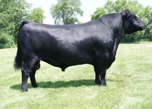 Angus: Toby 865B