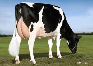 Dairy Sires: Powerball (A22)