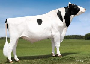 Dairy Sires: Mardi gras