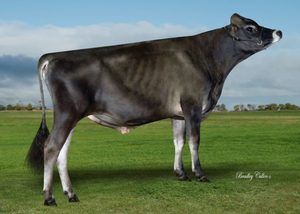 Dairy Sires: POLLEDGOLD PP (A22) - Available again 2021