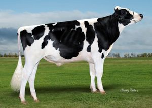 Dairy Sires: Loyal (A22)