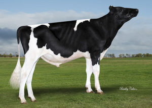 Dairy Sires: Pemberton (A22)