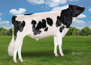Dairy Sires: WINNER (A22) (Mexicola)