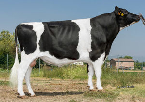 Dairy Sires: Spoon