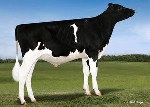 Dairy Sires: Yolo (A22)