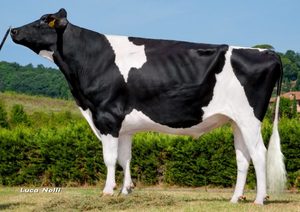 Dairy Sires: GOLDEN DREAMS (A22) (Sxd available)