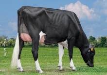 Dairy Sires: Wyman