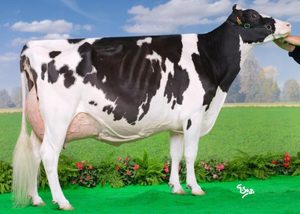 Dairy Sires: Goldfish