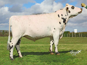 Dairy Sires: Mexico (A22)